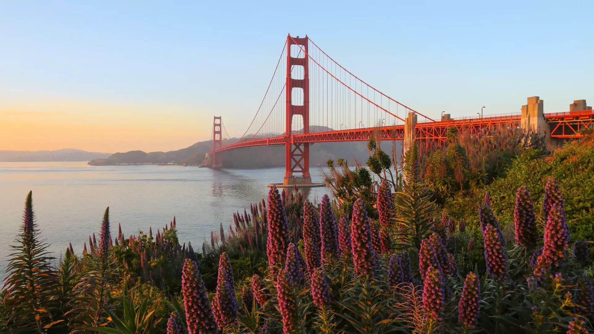 金门大桥(Golden Gate Bridge)는 전경에 큰 꽃이 있는 사진입니다.