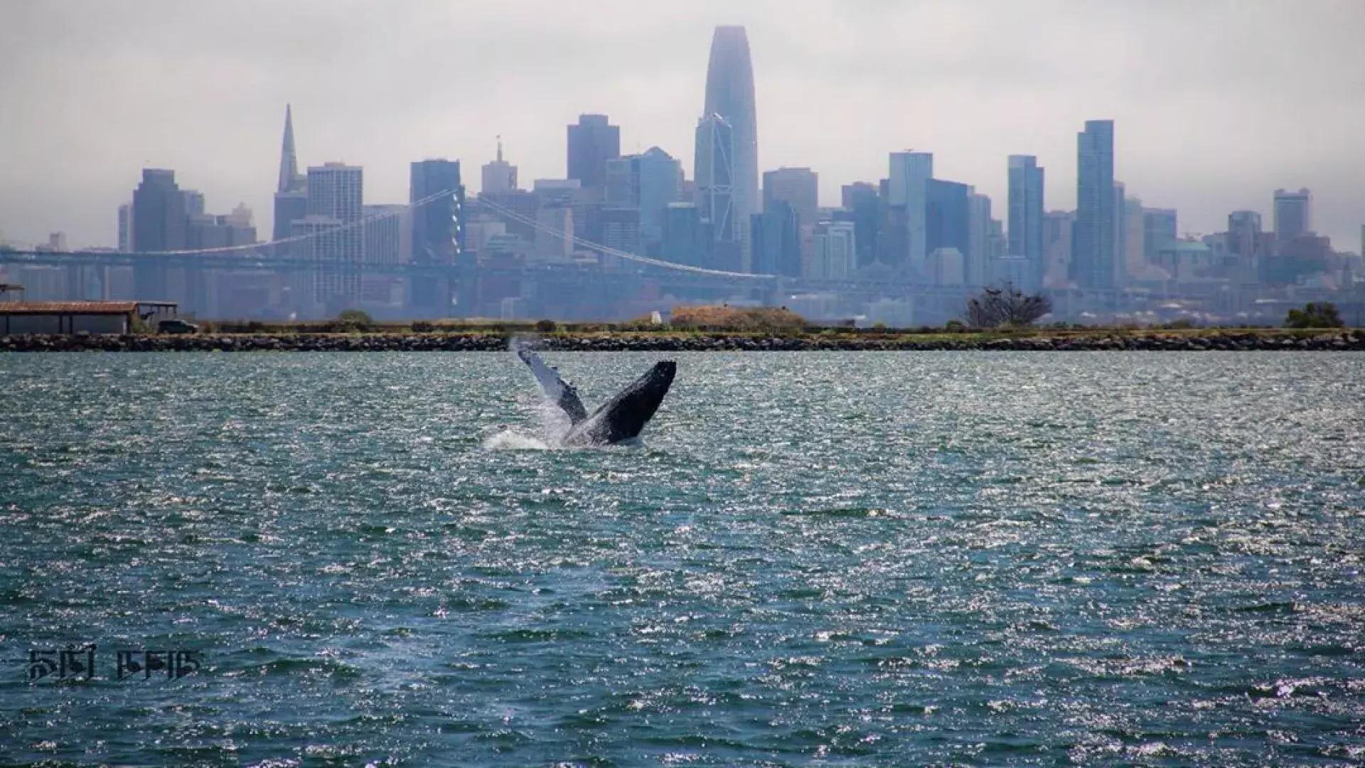 一头鲸鱼闯入贝博体彩app湾水域.