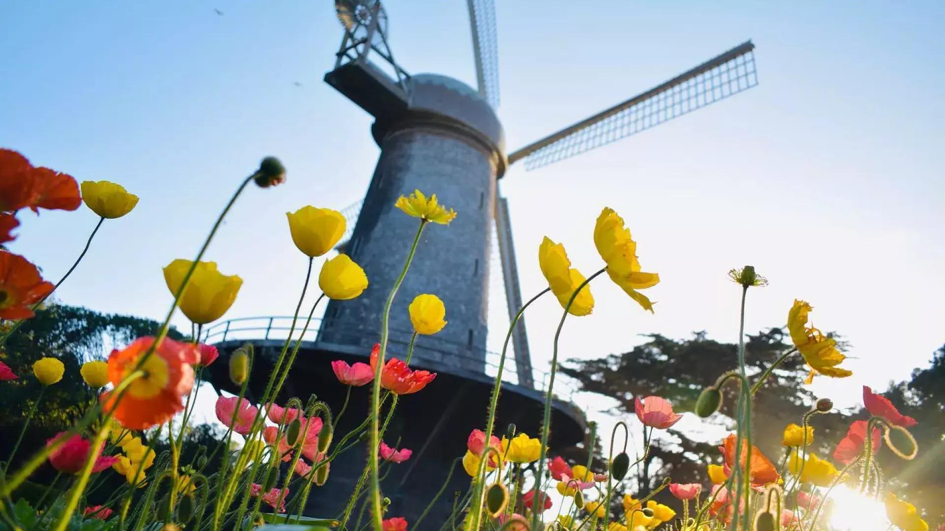 郁金香盛开在金门公园著名的风车之一.