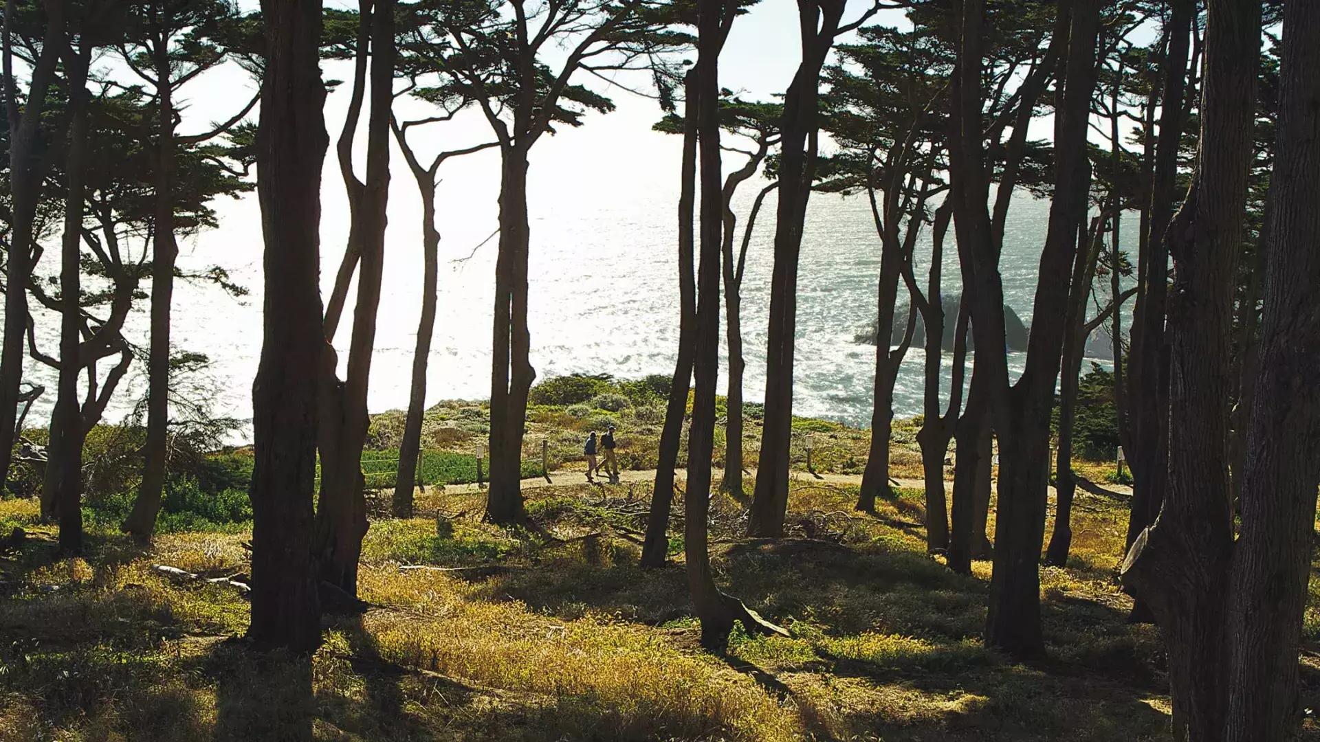 Hikers walk along a forested section of Lands End Trail, with the Pacific Ocean in the background.