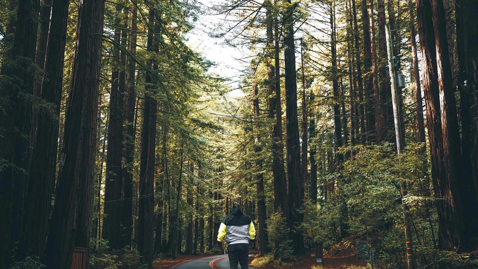 一名男子背对镜头站在通往高大红杉树的路上. 