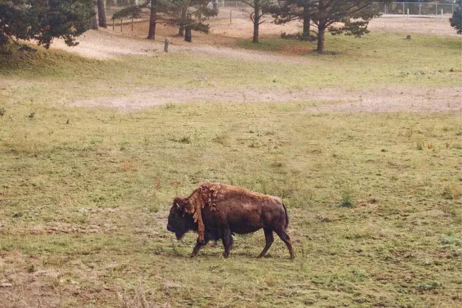 一只水牛在金门公园的野牛圈里游荡. 贝博体彩app，加利福尼亚州.