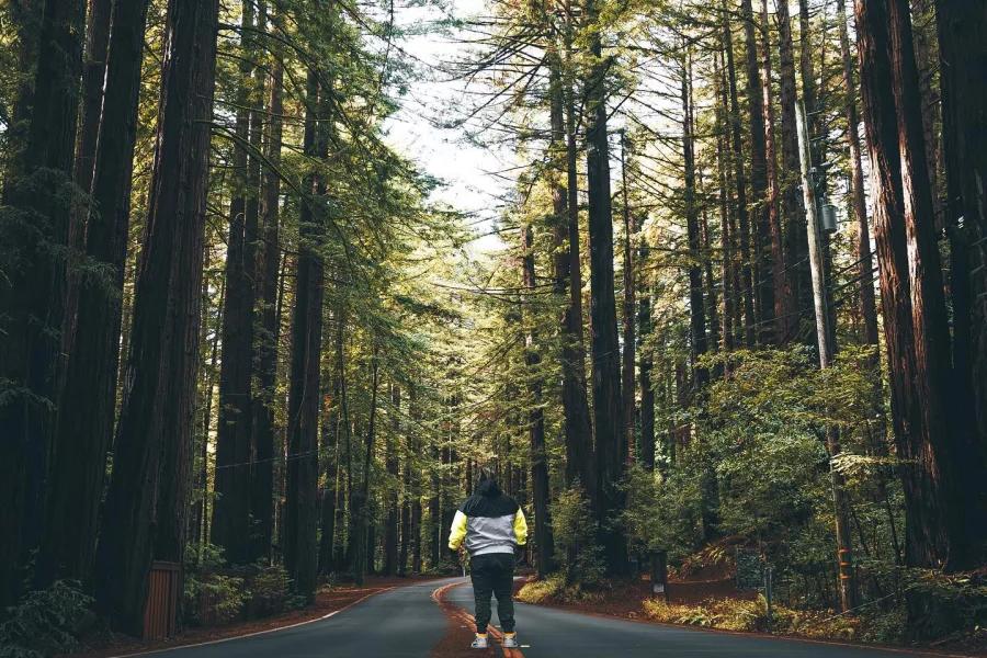 Man stands with back to camera on road that leads through tall redwood trees. 