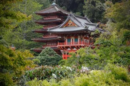 Jardin de thé japonais