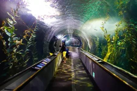 一个家庭在海湾水族馆的隧道里看着海洋生物。