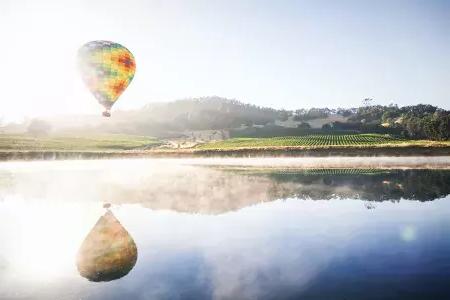 Hot air balloon hovering over a vineyard.