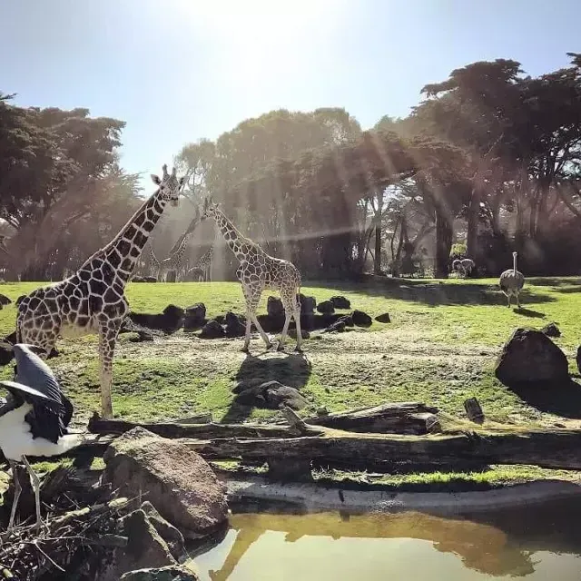 Los animales deambulan por el zoológico y jardines de San Francisco.
