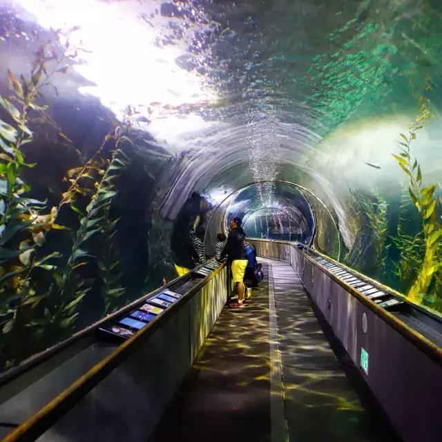 Una familia observa la vida marina dentro de un túnel en el Acuario de la Bahía