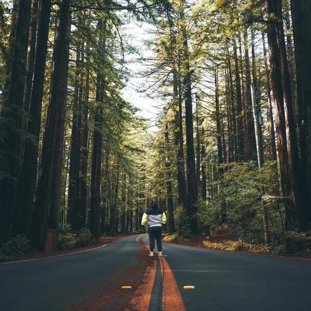 L'uomo sta con le spalle alla telecamera sulla strada che conduce attraverso alti alberi di sequoia. 